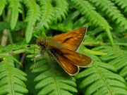Large Skipper (Ochlodes faunus)