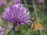 Large Skipper (Ochlodes venata) underside