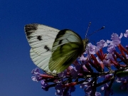 Large White