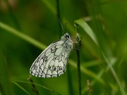 Marbled White (Melanargia galathea) male underside