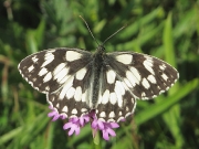 Marbled White (Melanargia galathea)