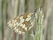 Marbled White (Melanargia galathea) female underside