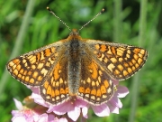 Marsh Fritillary