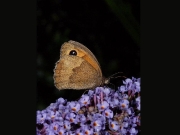 Meadow Brown (Maniola jurtina)
