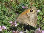Meadow Brown butterfly (Maniola jurtina) underside