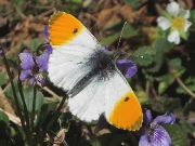 1553 Orange-tip (Anthocharis cardamines)