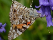 Painted Lady (Vanessa cardui)