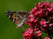 Painted Lady (Vanessa cardui) underside