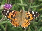 Painted Lady (Vanessa cardui)