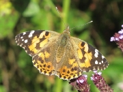 Painted Lady (Vanessa cardui)