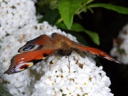 Peacock (Inachis io)