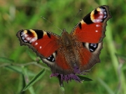 Peacock (Inachis io)