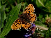 Pearl-bordered Fritillary (Boloria euphrosyne)