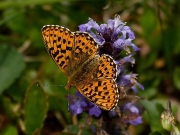 Pearl-bordered Fritillary (Boloria euphrosyne)