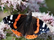 Red Admiral (Vanessa atalanta)