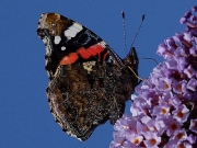 Red Admiral (Vanessa atalanta) - underside