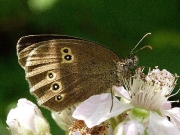 Ringlet