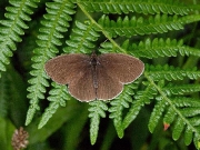 Ringlet