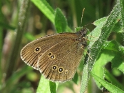 Ringlet