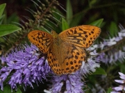 Silver-washed Fritillary (Argynnis paphia) male