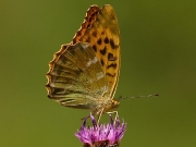 Silver-washed Fritillary (Argynnis paphia) underside