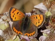 Small Copper (Lycaena phlaeas)