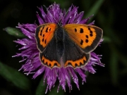 Small Copper (Lycaena phlaeas)