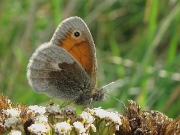 Small Heath (Coenonympha pamphilus)