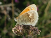 Small Heath (Coenonympha pamphilus) underside