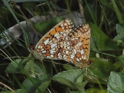Small Pearl-bordered Fritillary (Boloria selene) - pair
