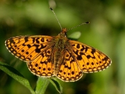 Small Pearl-bordered Fritillary (Boloria selene)