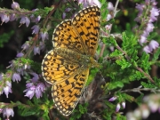 Small Pearl-bordered Fritillary (Boloria selene)