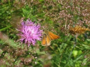 Small Skipper (Thymelicus sylvestris)