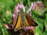 Small Skipper (Thymelicus sylvestris)