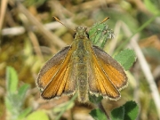 Small Skipper (Thymelicus sylvestris) butterfly female
