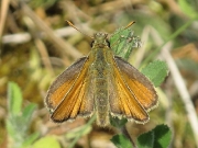 Small Skipper (Thymelicus sylvestris) butterfly female
