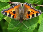 Small Tortoiseshell (Aglais urticae)