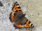Small Tortoiseshell (Aglais urticae)