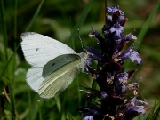 1550 First brood male Small White Butterfly (Pieris rapae) © Steve Ogden