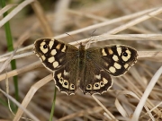 Speckled Wood Butterfly (Pararge aegeria)