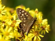 Speckled Wood (Pararge aegeria)