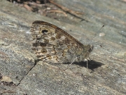 Wall Brown