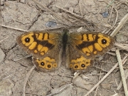 Wall Brown