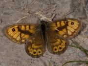 Wall Brown (Lasiommata megera)