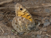 Wall Brown (Lasiommata megera) underside
