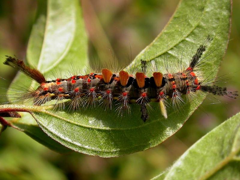 2026 The Vapourer Moth (Orgyia antiqua) caterpillar - brown tufted form © Steve Ogden