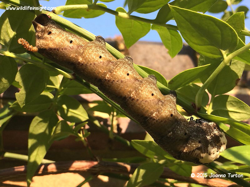 Death's-head Hawkmoth caterpillar brown form feeding on Jasmine in Hertfordshire, UK © 2015 Joanna Turton