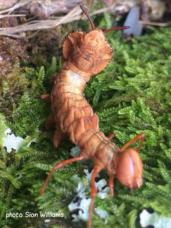 Hiking near family home in Japan. I saw this strange insect crawling ...