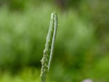 1553 Orange-tip (Anthocharis cardamines) - larva