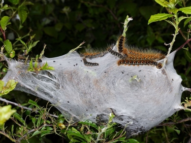 1633 Small Eggar (Eriogaster lanestris) - caterpillars on silk web in Blackthorn hedge
